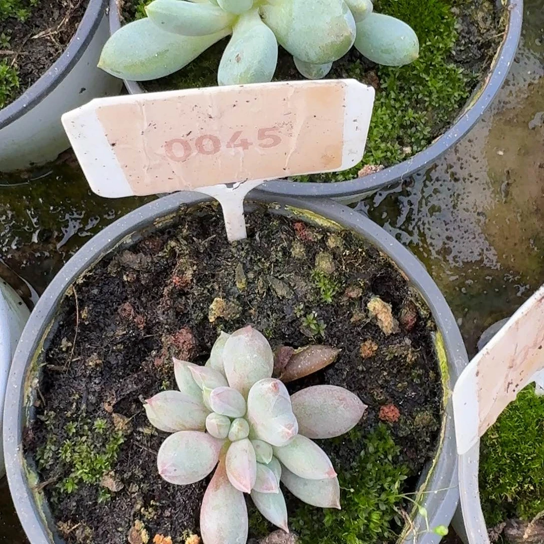哥特萝莉缀12345678910111213