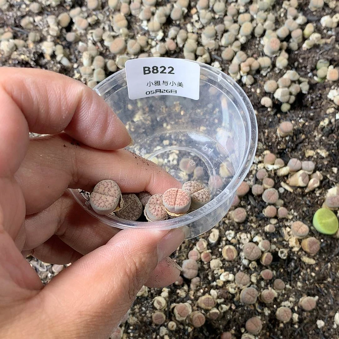 巨****笑B822多肉植物保护研究所