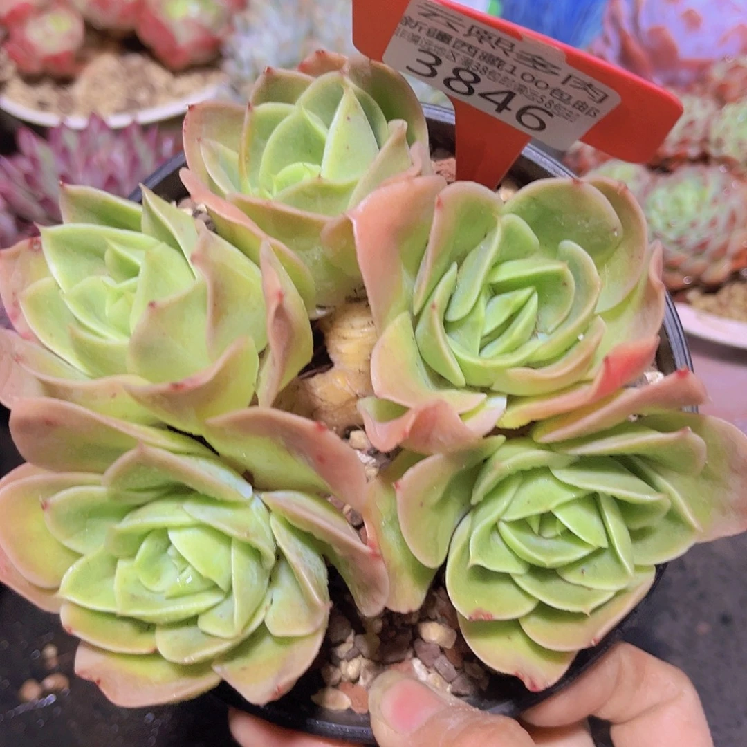 3846星娜塔多肉植物