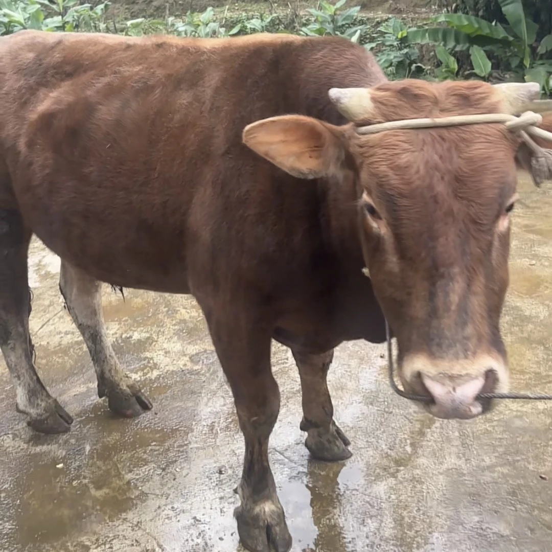 云南高山土黄牛 跑山牛 吃草牛