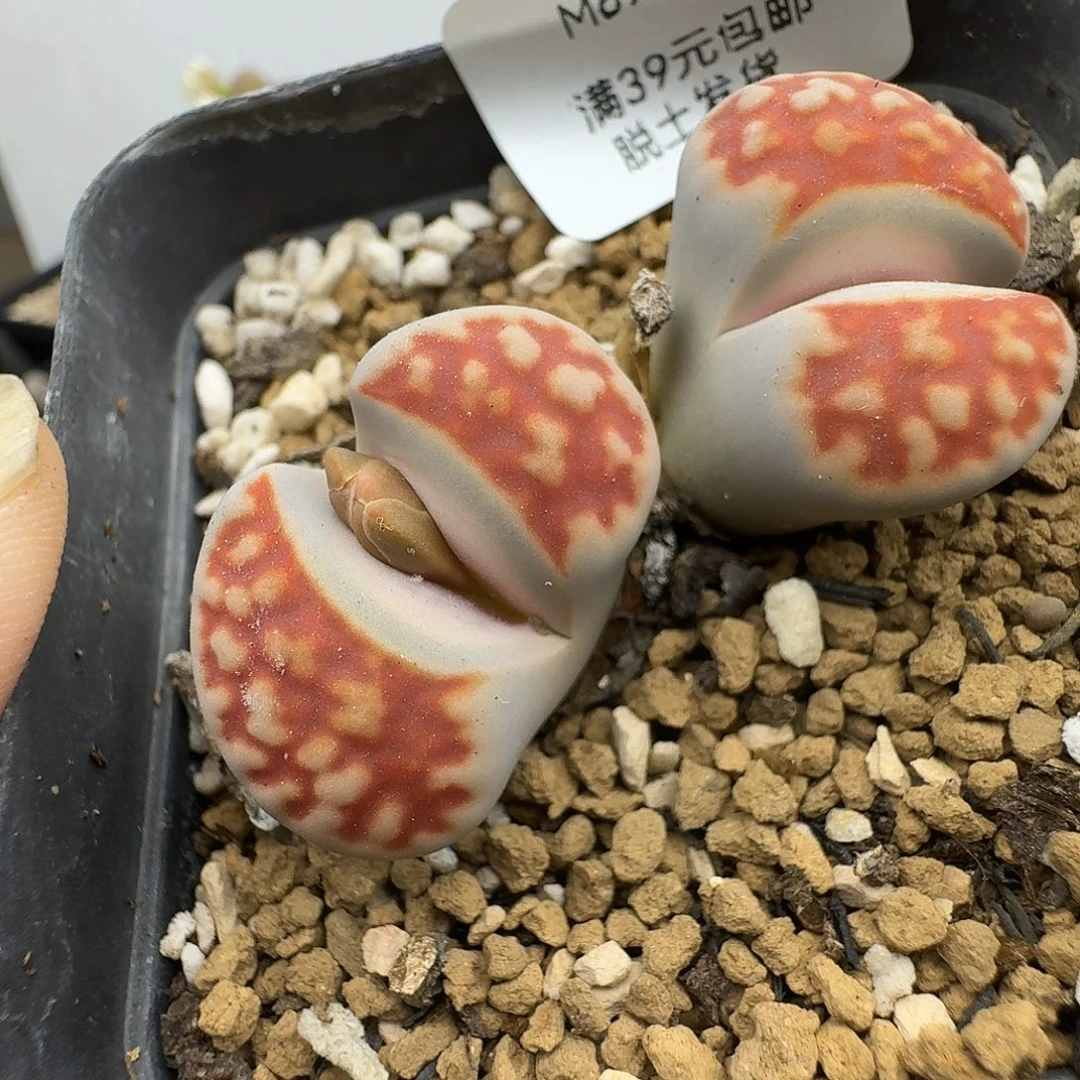 696多肉哈哈哈哈哈哈哈