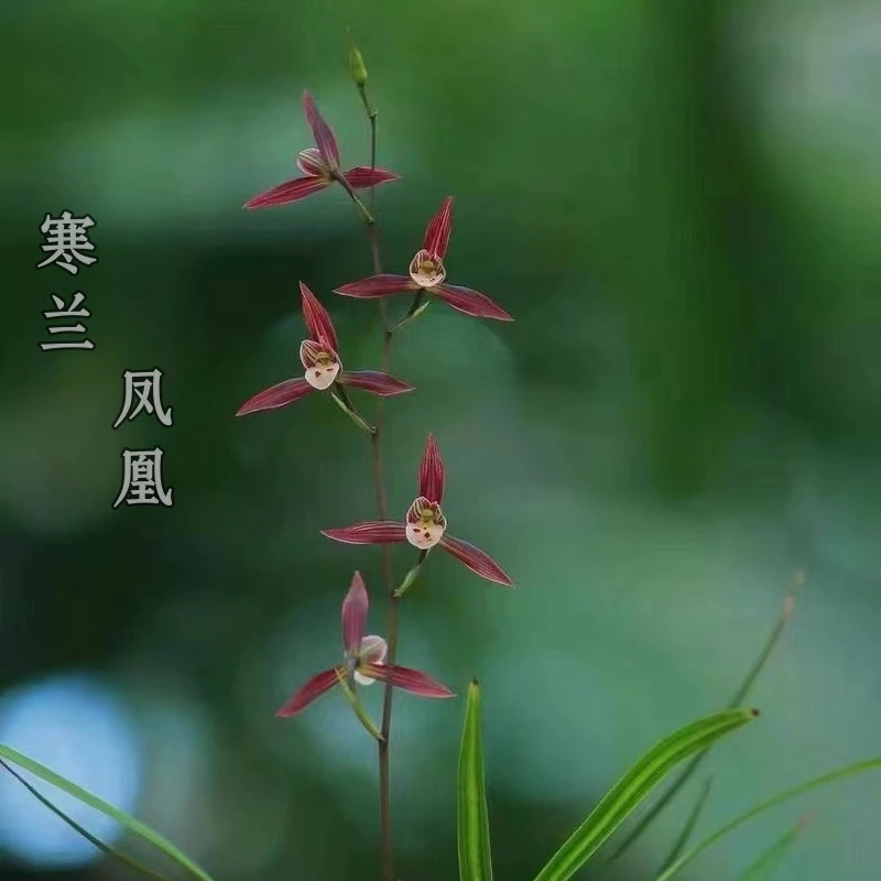 寒兰-凤凰-人工种植组培硬化5年连体2苗