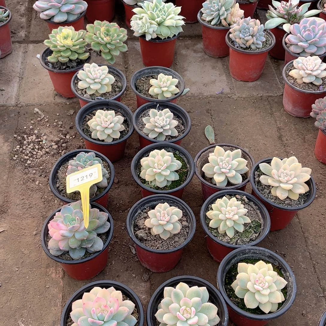 西***心1219个两个一组多肉