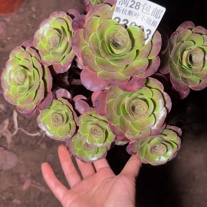 23093魅金玫瑰多肉植物
