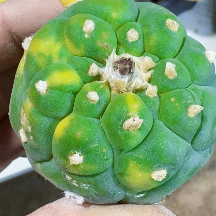 福利苗接银锦180