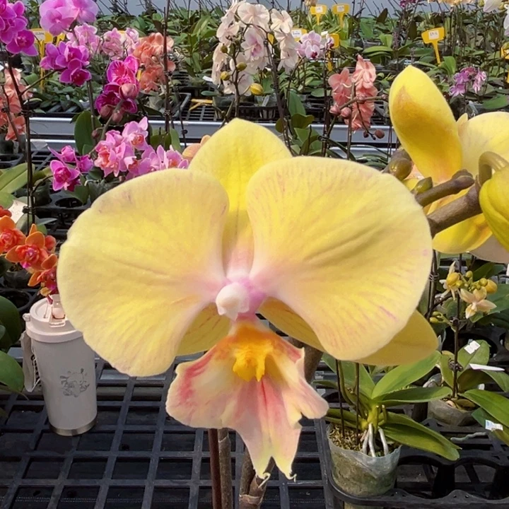 少量花朵（建议范围：2朵-5朵 或40%以下）