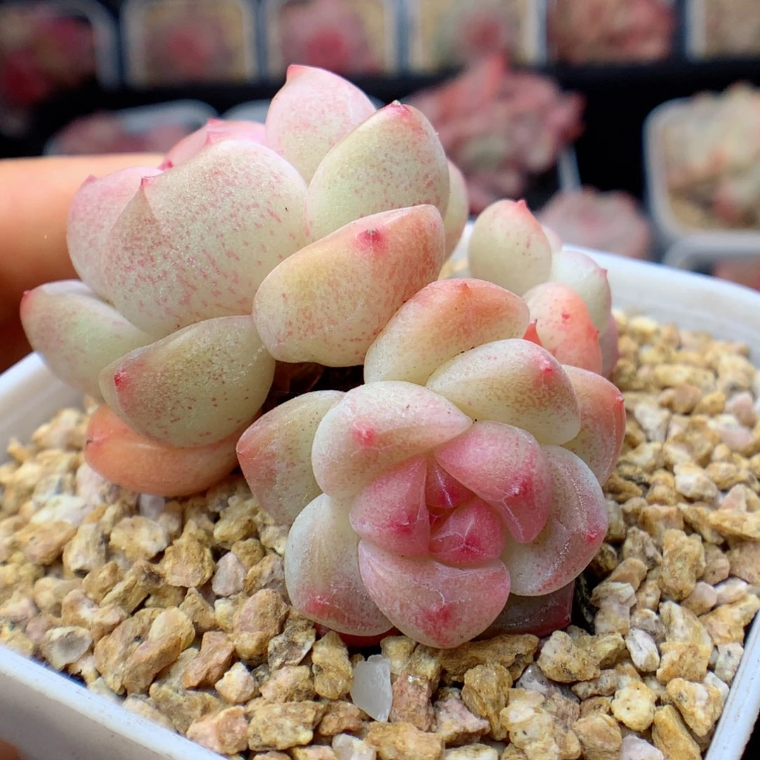 多肉植物。 糖心76