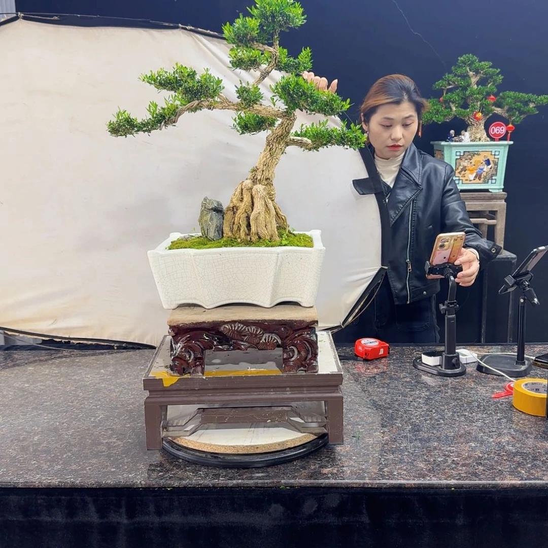 当前无花朵，栽培后可花朵
