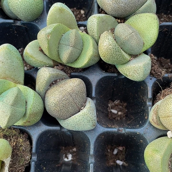 小绿元宝1.5带土发