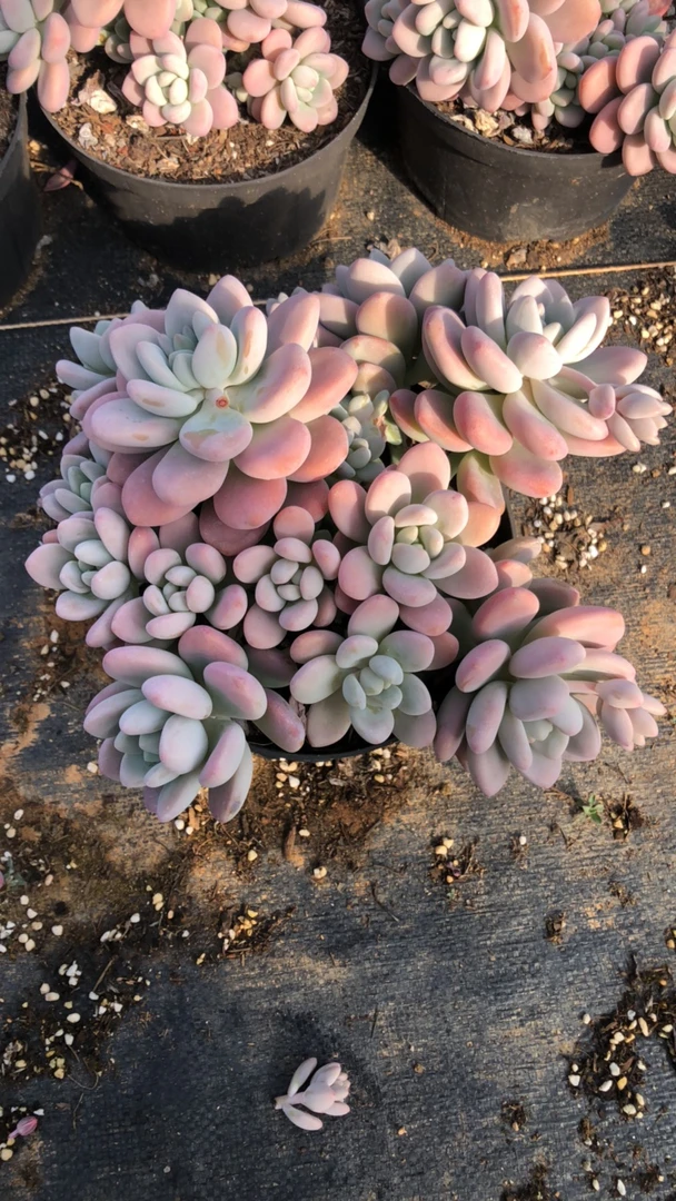群生红洛神多肉植物