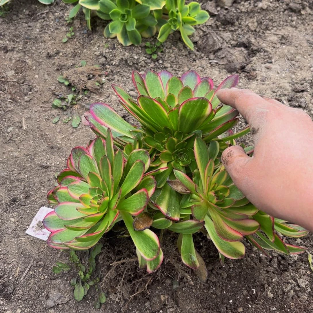 菲娜多肉植物捧花的