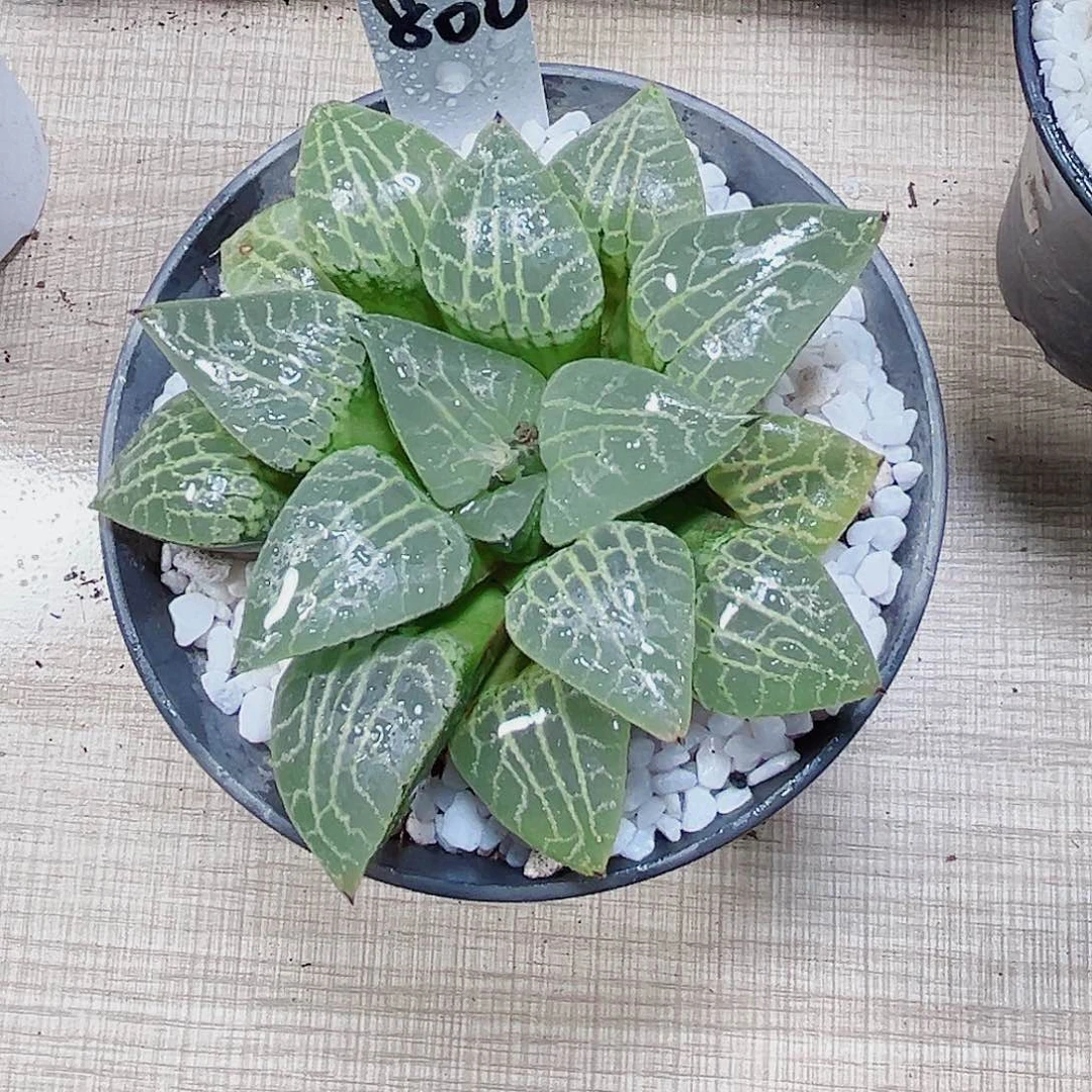 水晶康平新手好养