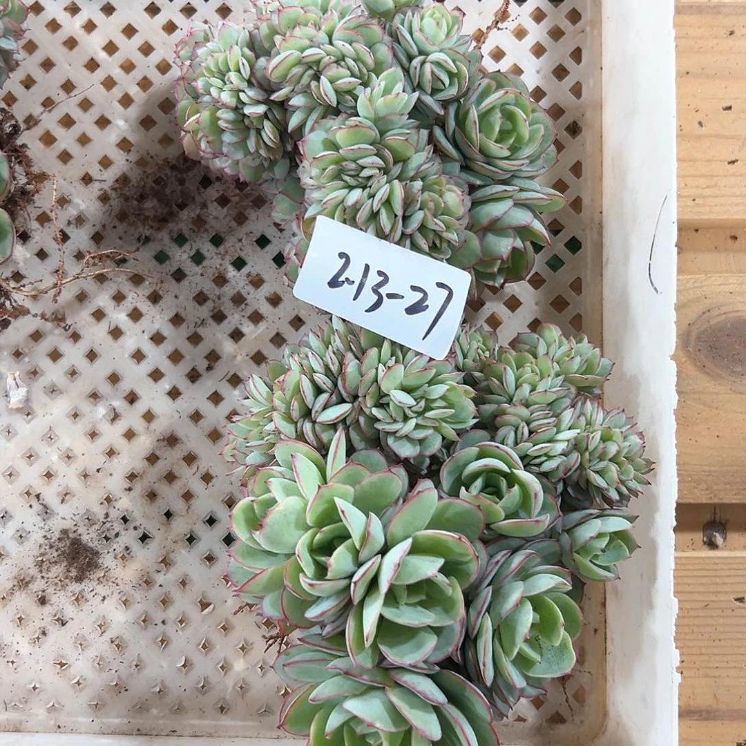 R****a213-27牡丹亭缀化多肉组合2颗寄养