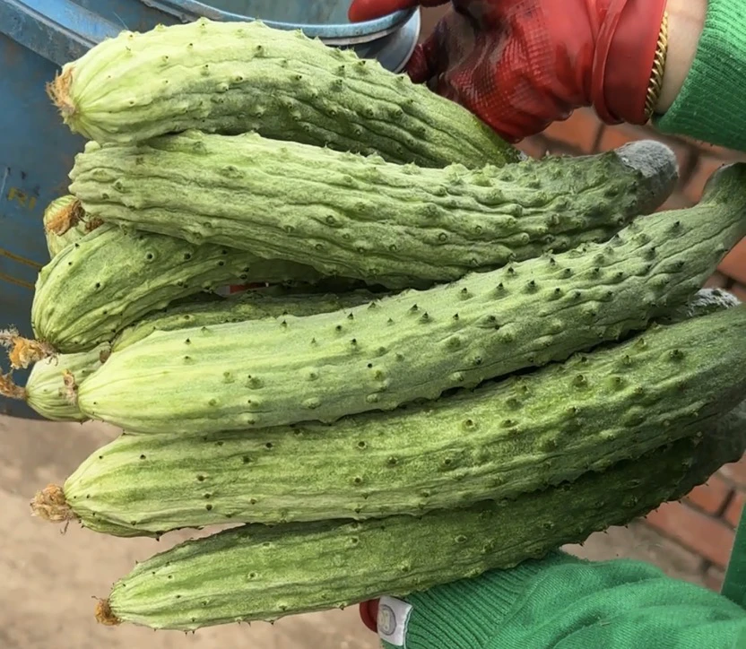 【5斤顺丰包邮】五常山河白黄瓜新鲜采摘