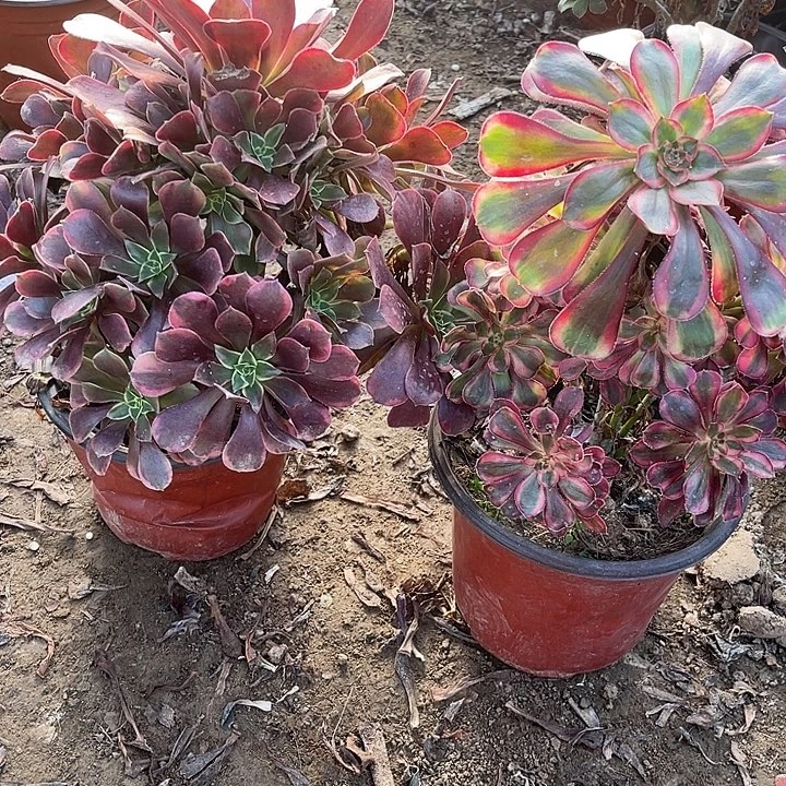 2棵玫瑰玫瑰玫瑰玫瑰