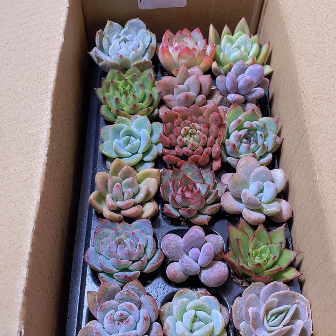 【闪购商品】18颗-162