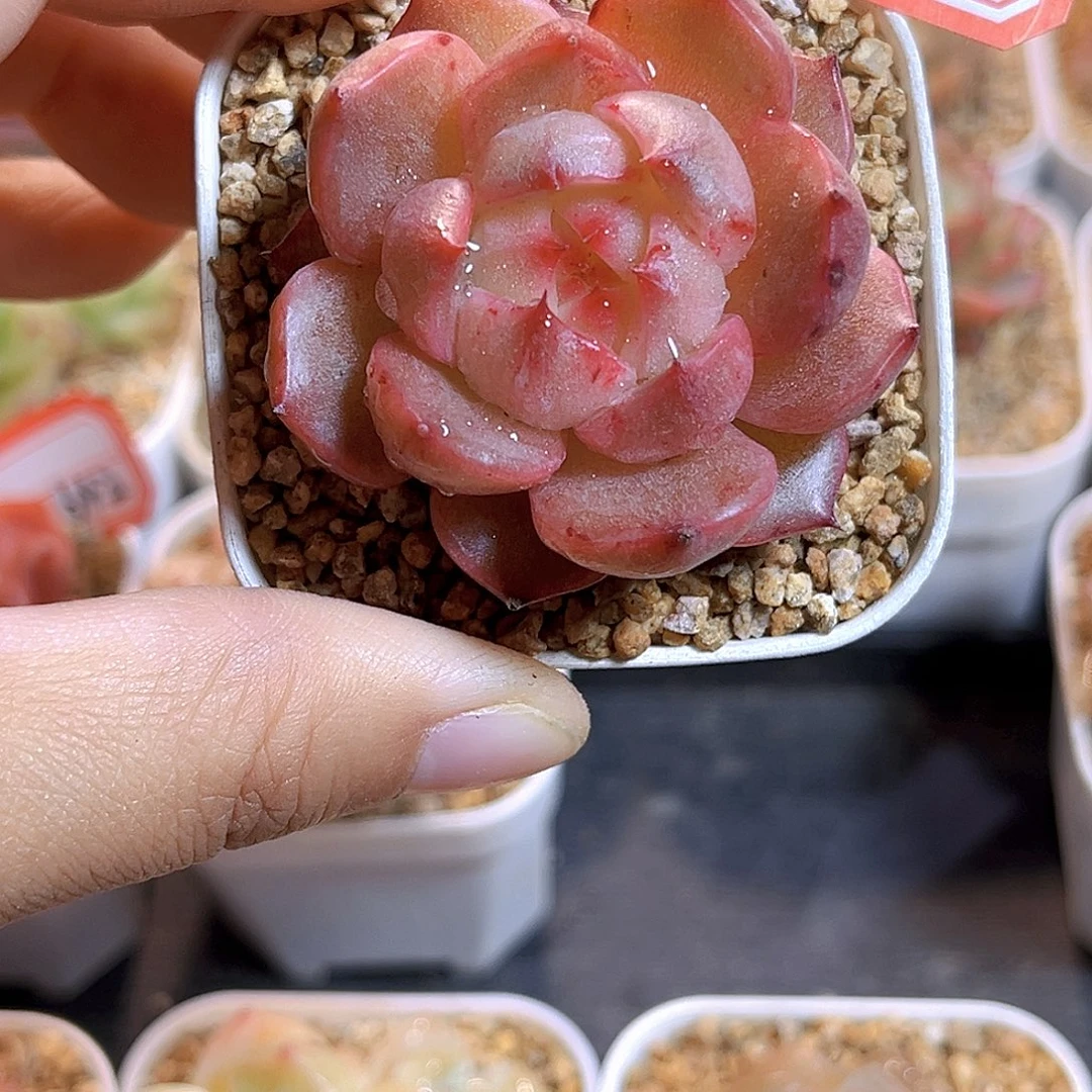 G644  孤品珍妮多肉