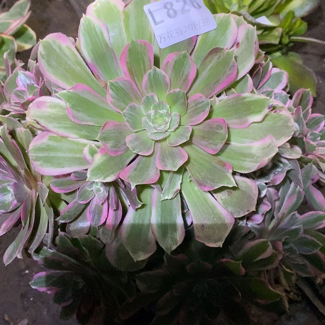 826浣纱多肉植物