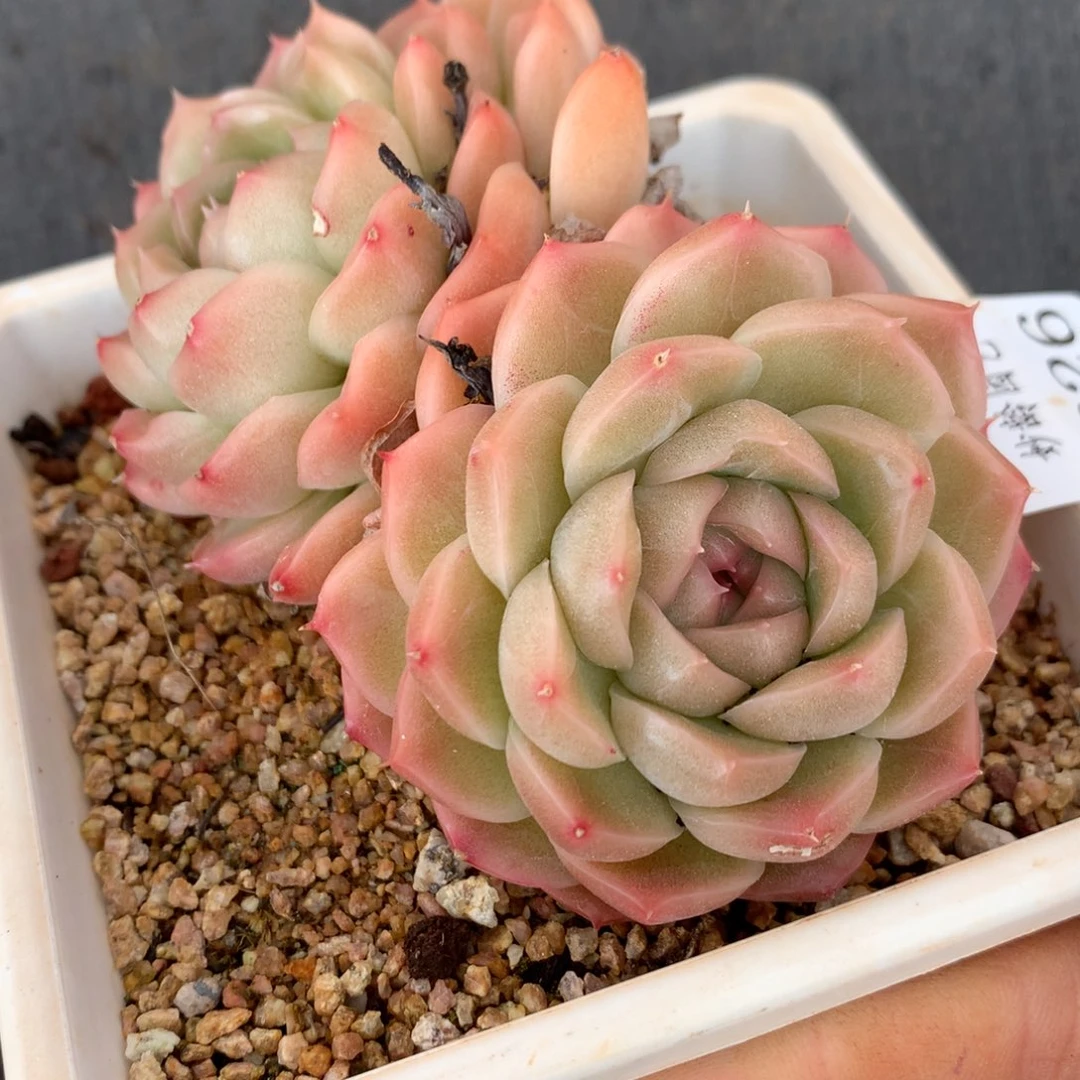 8826杂交多肉老桩