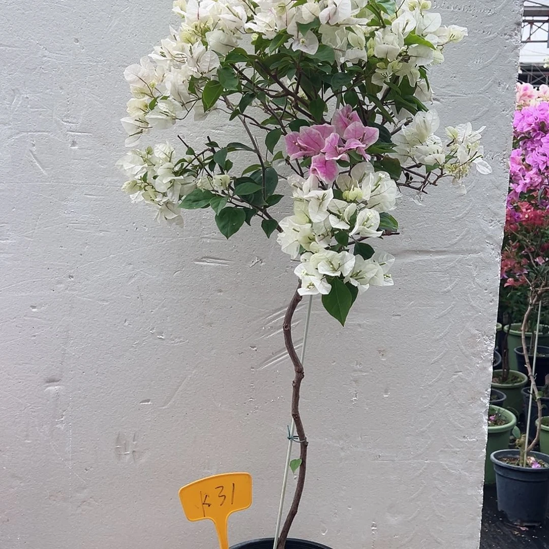 燕***妮大部分花苞少量开放K31广红樱