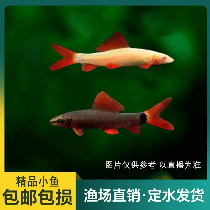 【西柚专属】【清缸除藻】工具鱼 彩虹鼠鱼 粉红鼠鱼 清洁活体小鱼