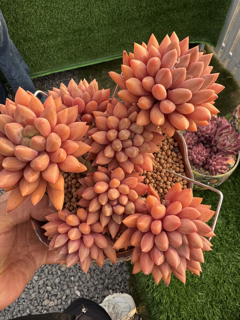 综合一号大链接多肉植物