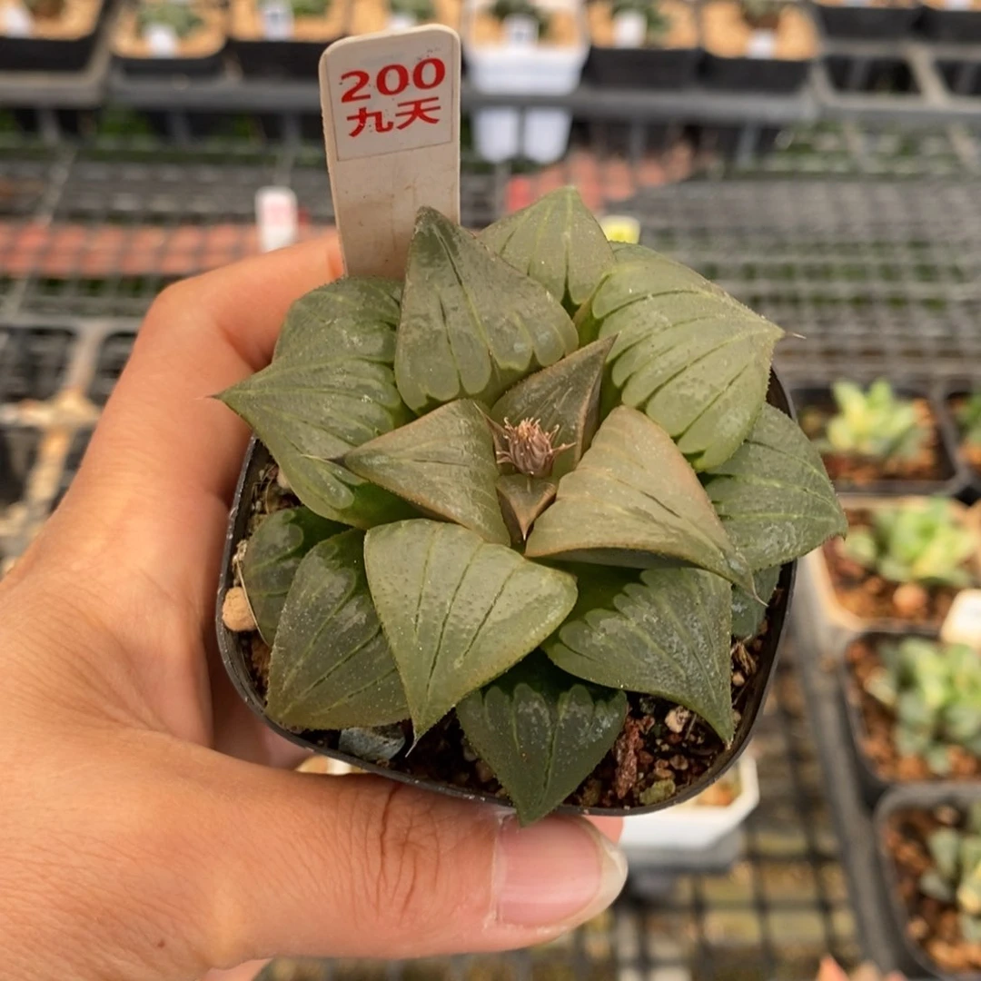 200号媚凤寿多肉植物