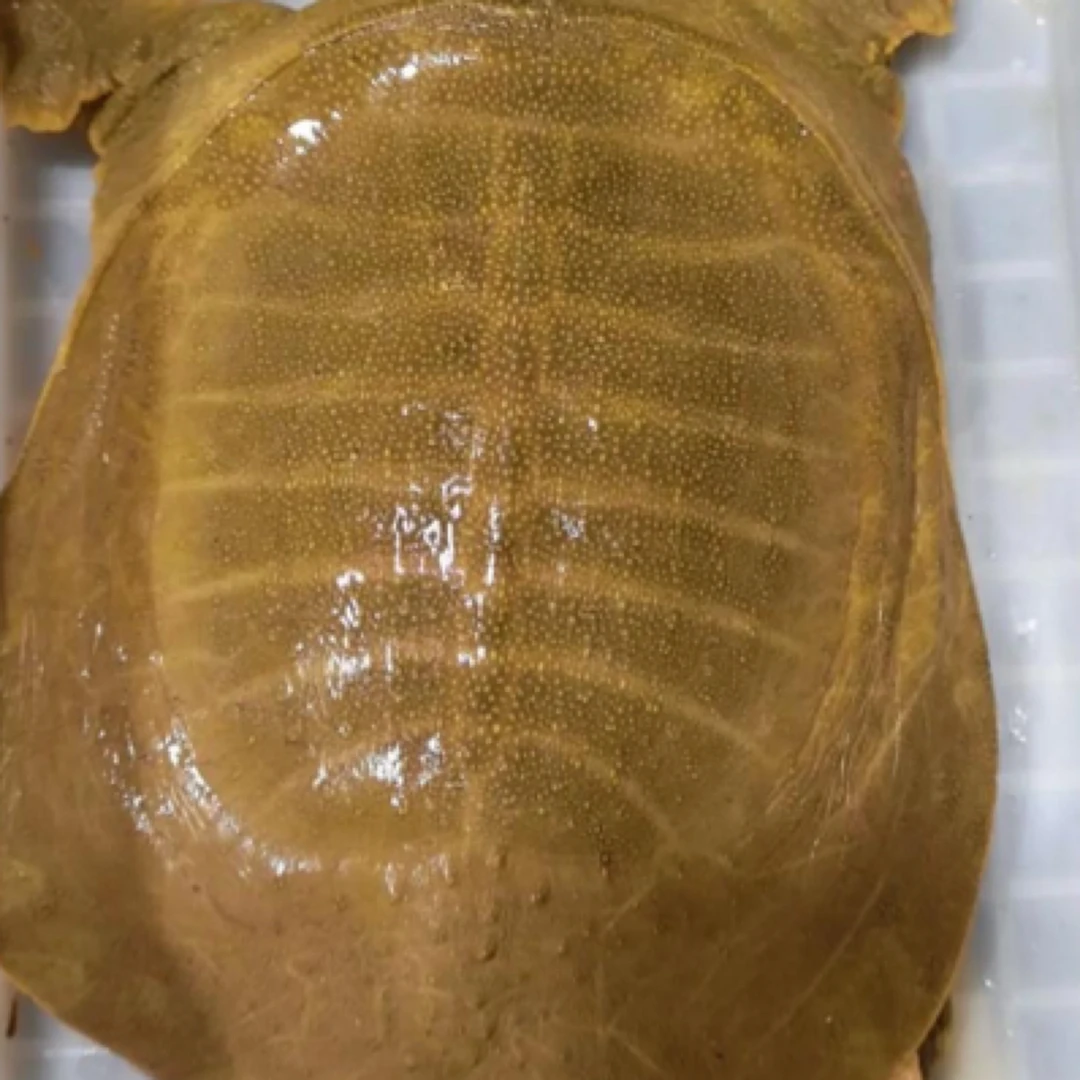 鲜活黄甲鱼（规格任选）