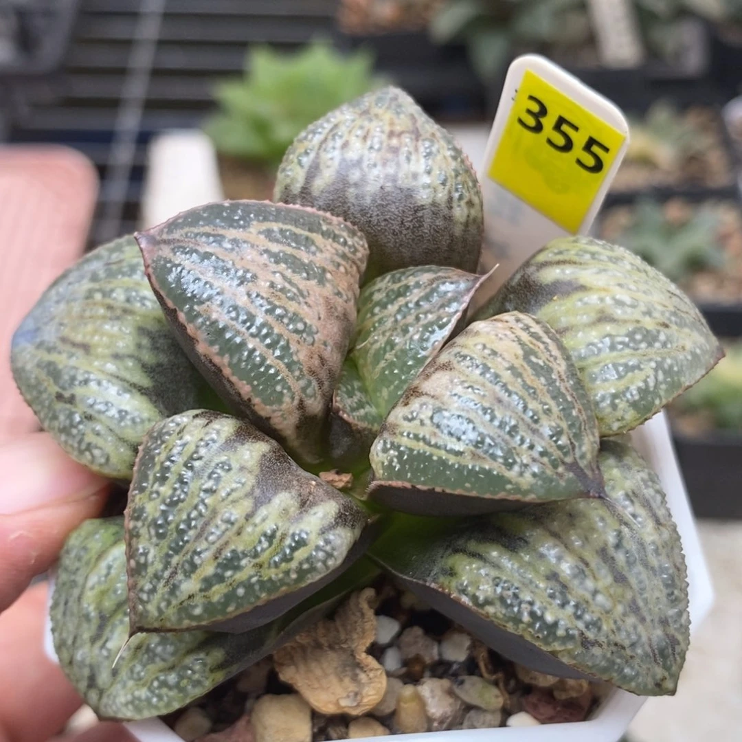 355银后青蟹一物一拍