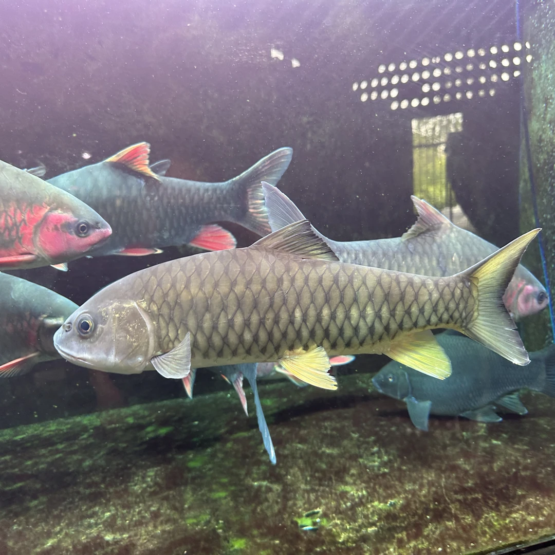 原生军鱼，高品质靓鱼