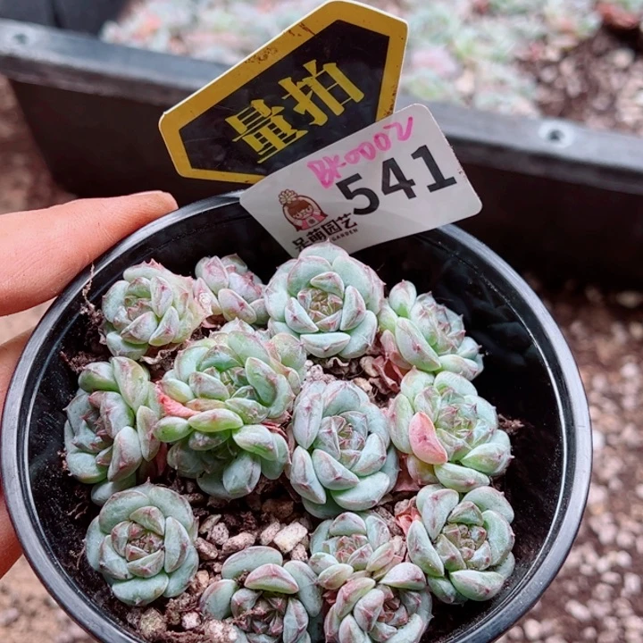 多肉植物多肉植物