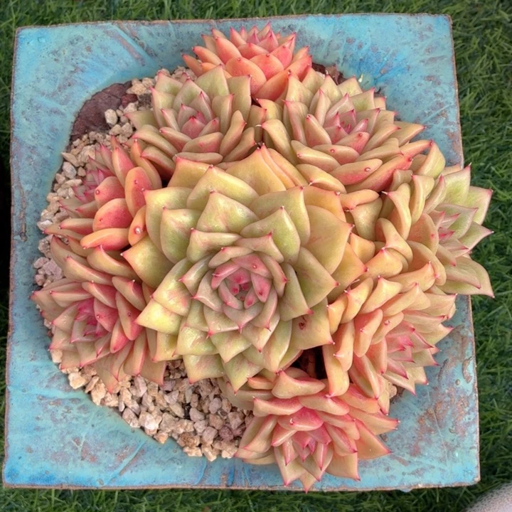 多肉植物 绿蔷薇-4