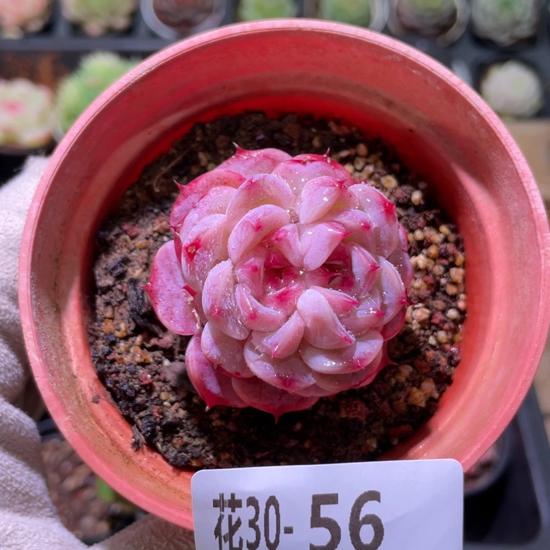 花利美30-56天鹅绒