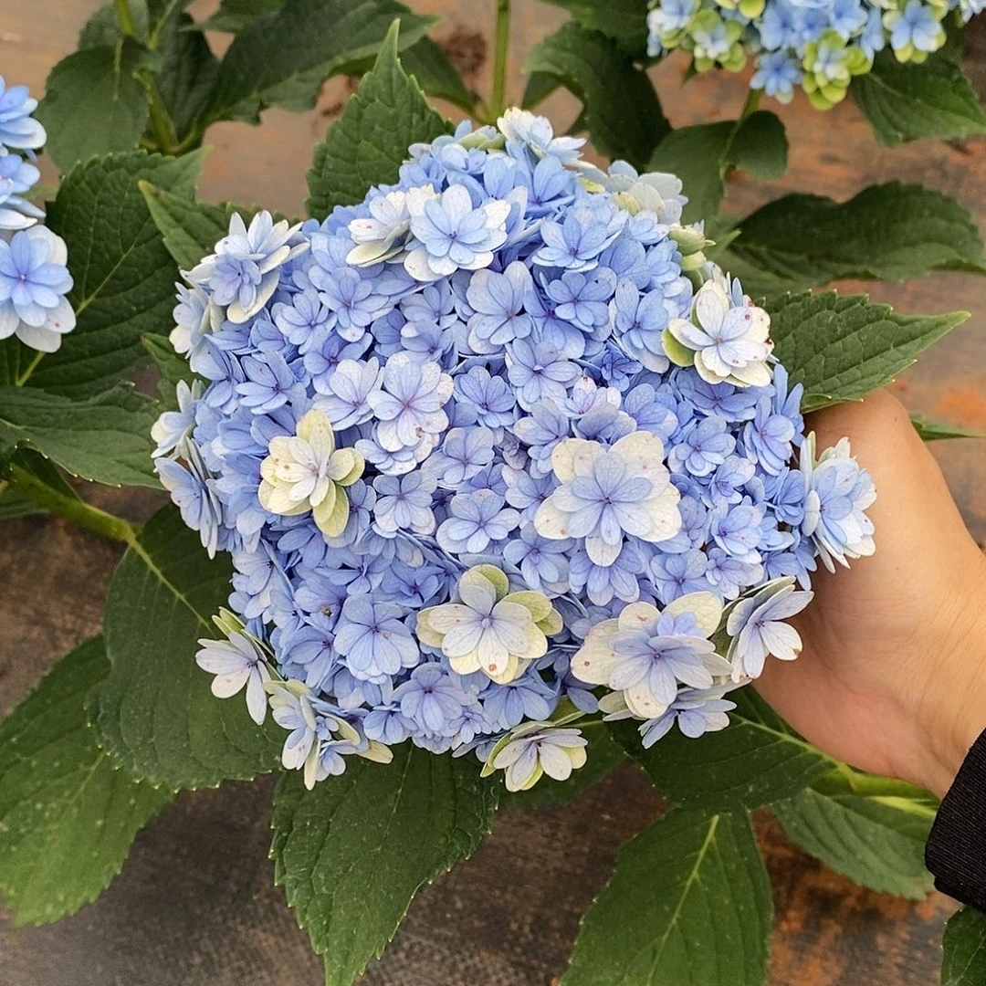 加购35号绣球/有色差介意勿拍（3单冷链包邮，偏远15运费发德邦）