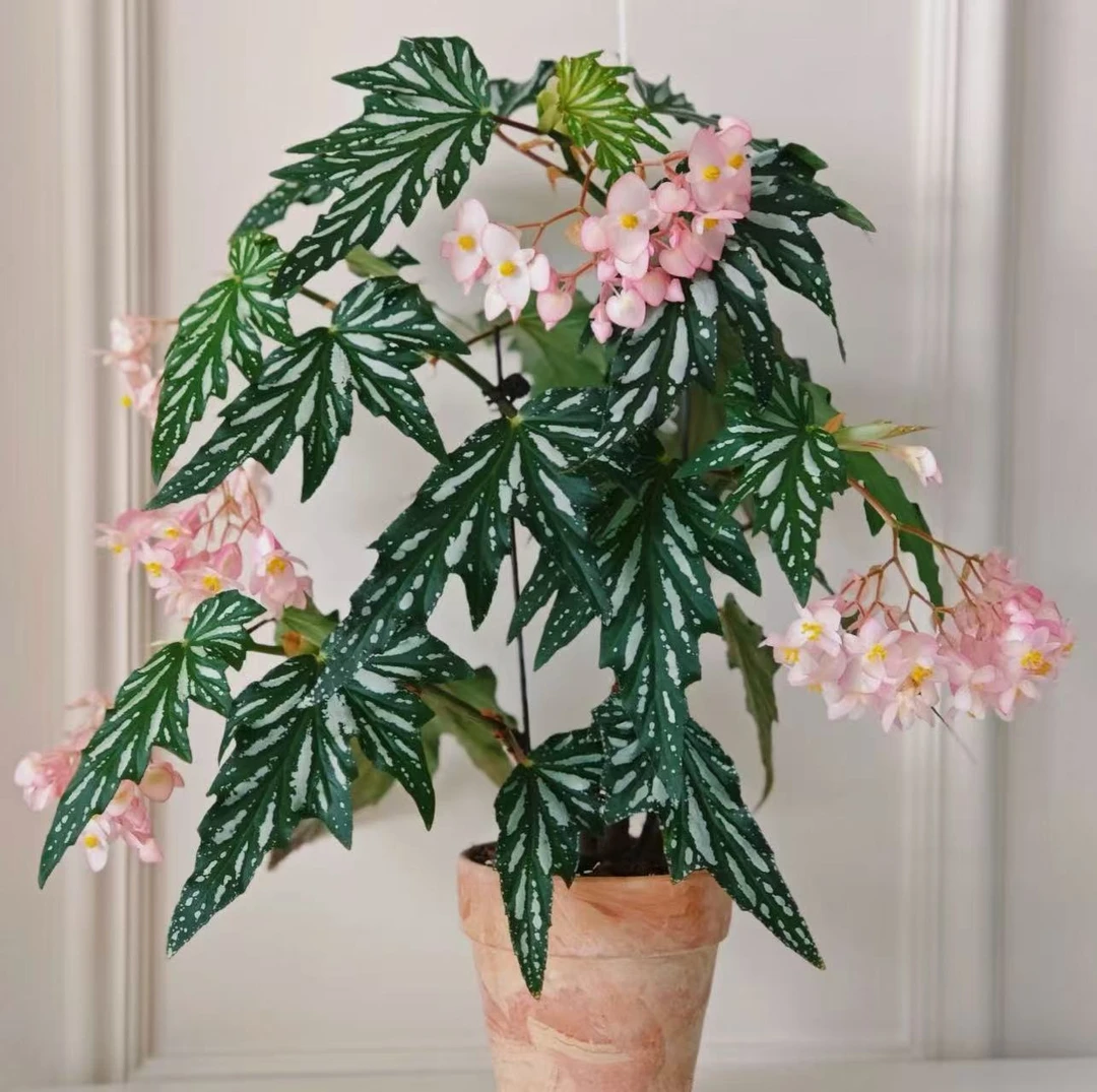 【乌头杂！！秋海棠】原盆原土室内高端好养观叶绿植