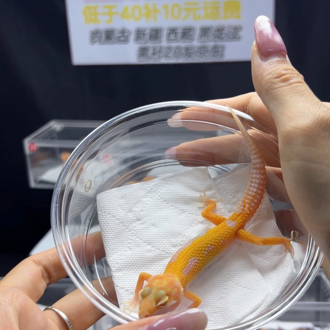 豹纹守宫暴龙公温