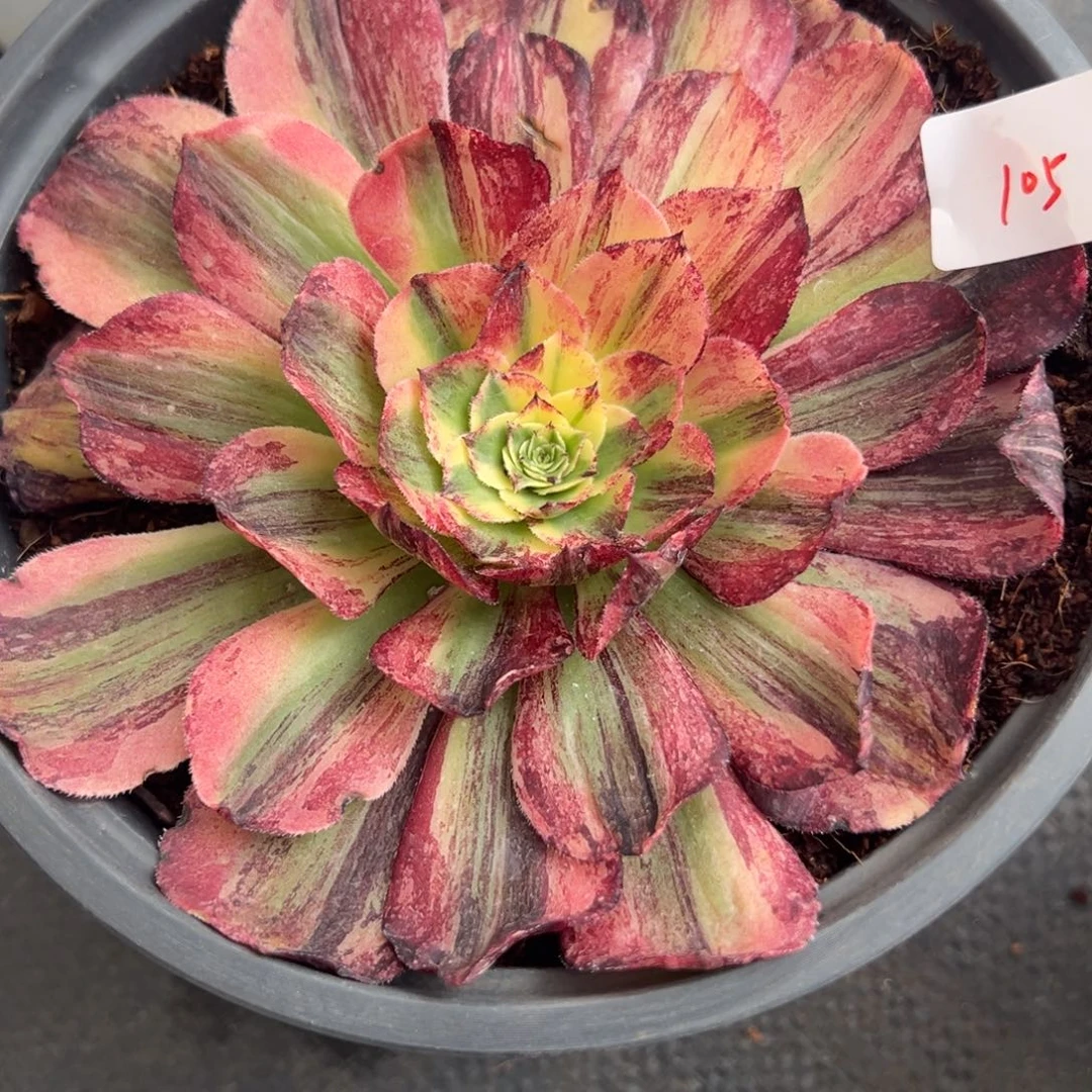 105伯爵多肉椅子无根