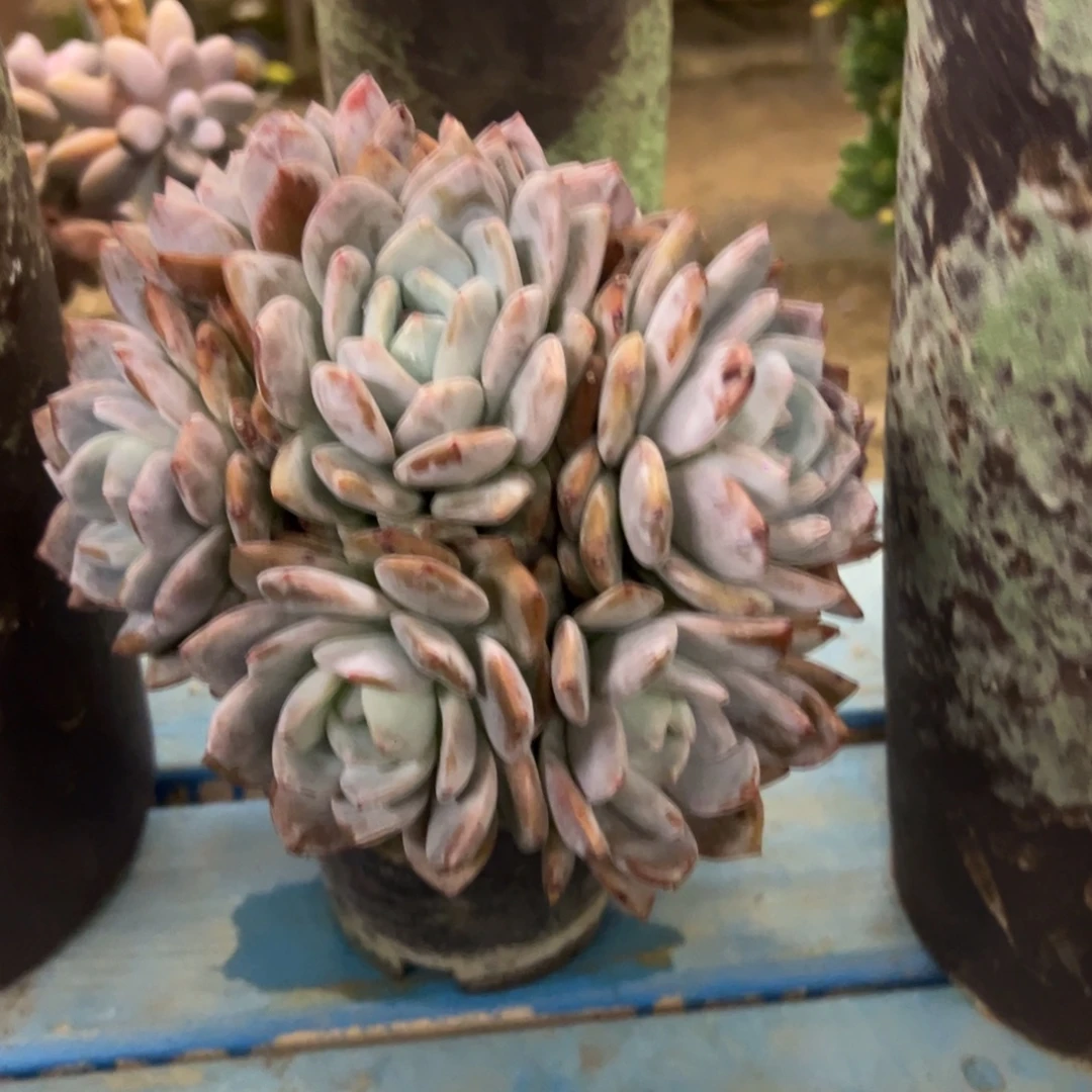 露养老桩脱土裸根橙子