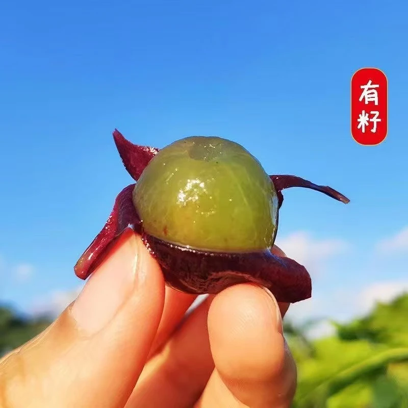 【净重3斤】山东大泽山玫瑰香葡萄当季新鲜果园直发孕妇儿童水果3斤顺丰包邮次日到达葡萄同城送山东省