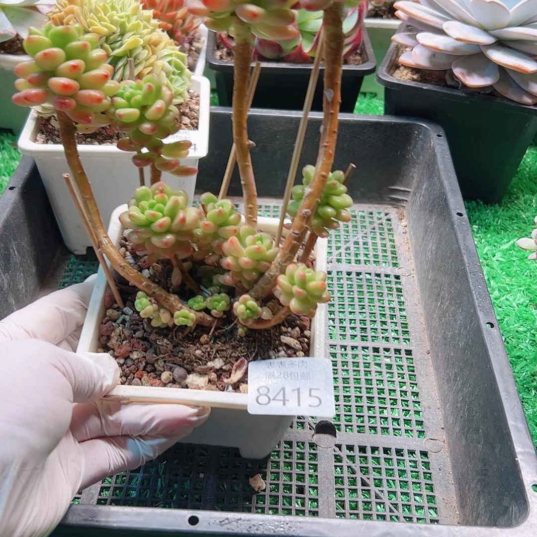 无花朵多肉一物一拍8415