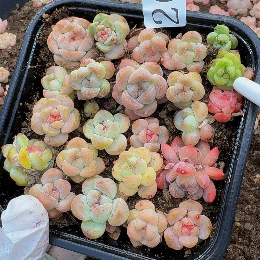 多肉植物多肉植物269
