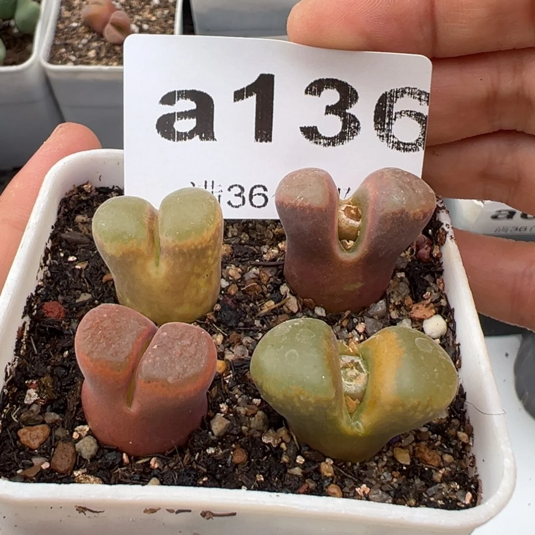 2.2好看的多肉136