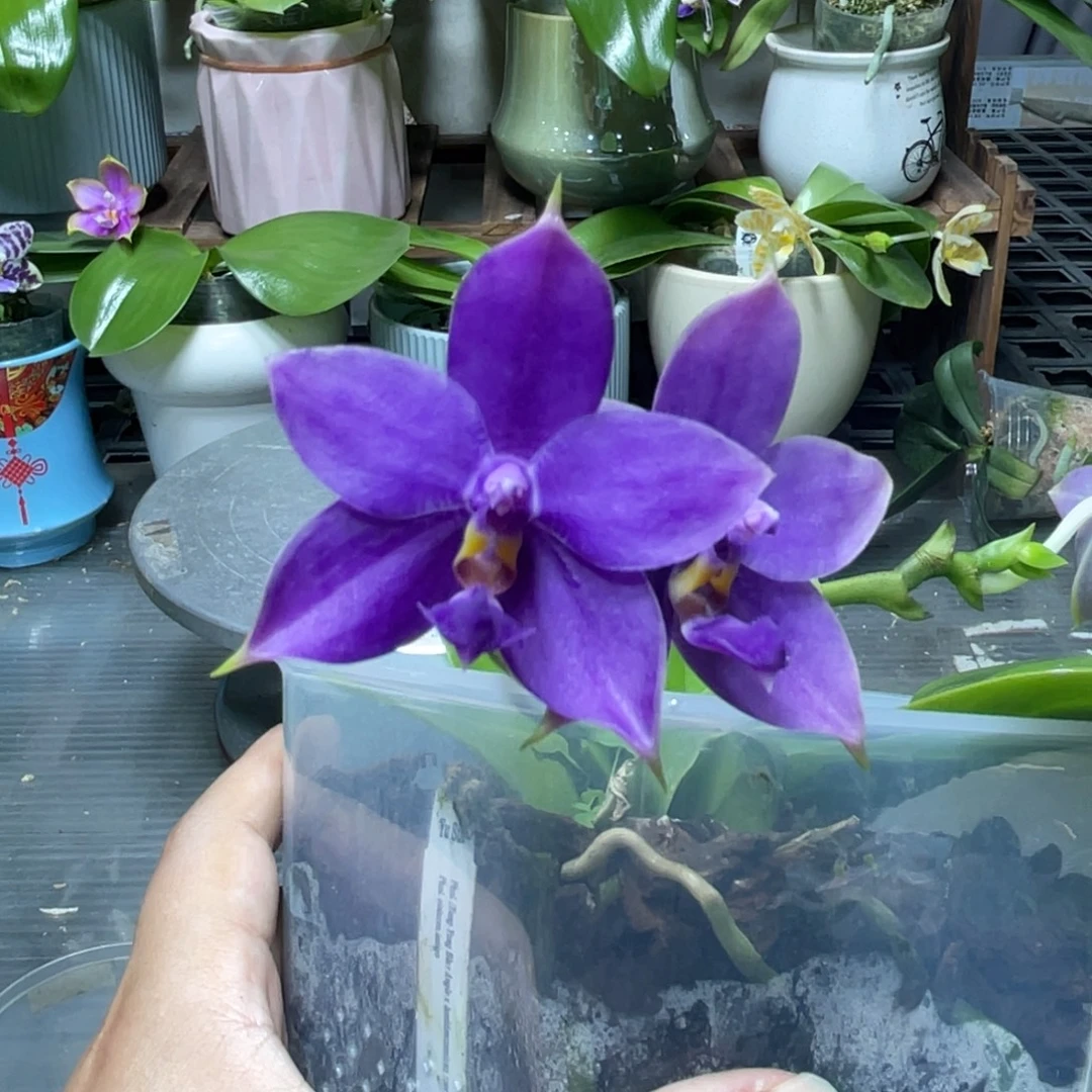 完全开放蓝天使交路德交狗，4寸杯开花株