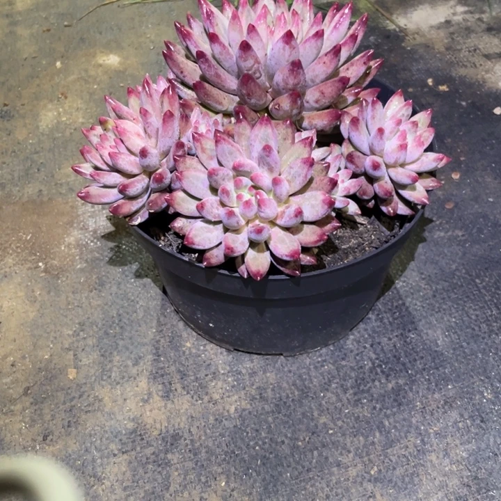 书***卷虞美人多肉一物一拍