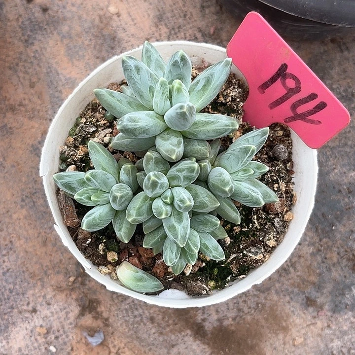 晨语多肉，一物一拍，乌拉克拉194