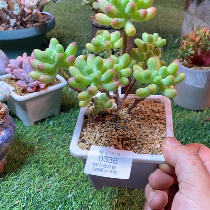 0336啊啊啊啊啊啊啊啊啊啊