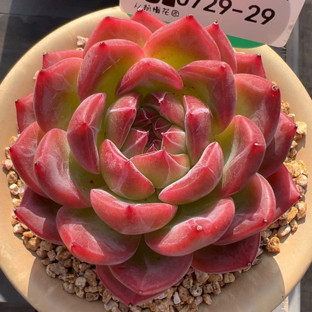 从前慢多肉精选编号0729.29