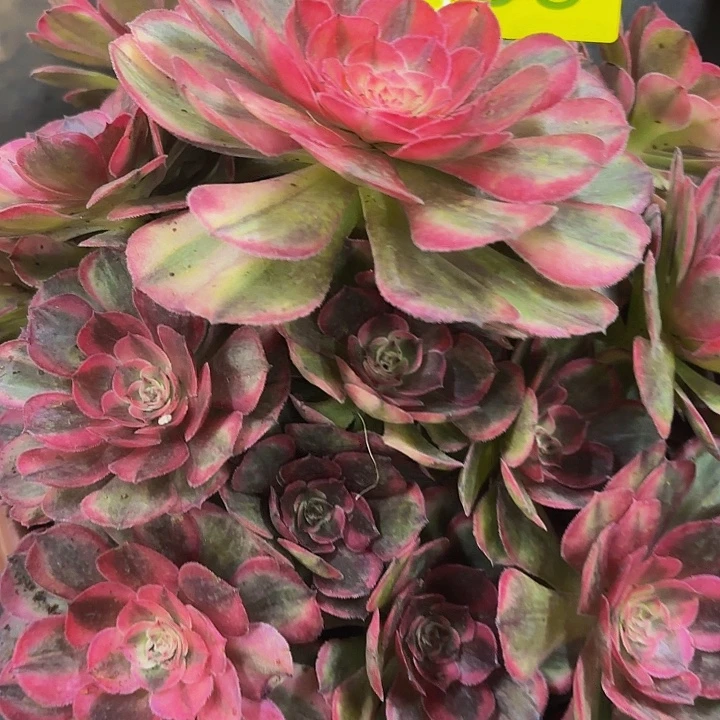 多肉植物福利038个