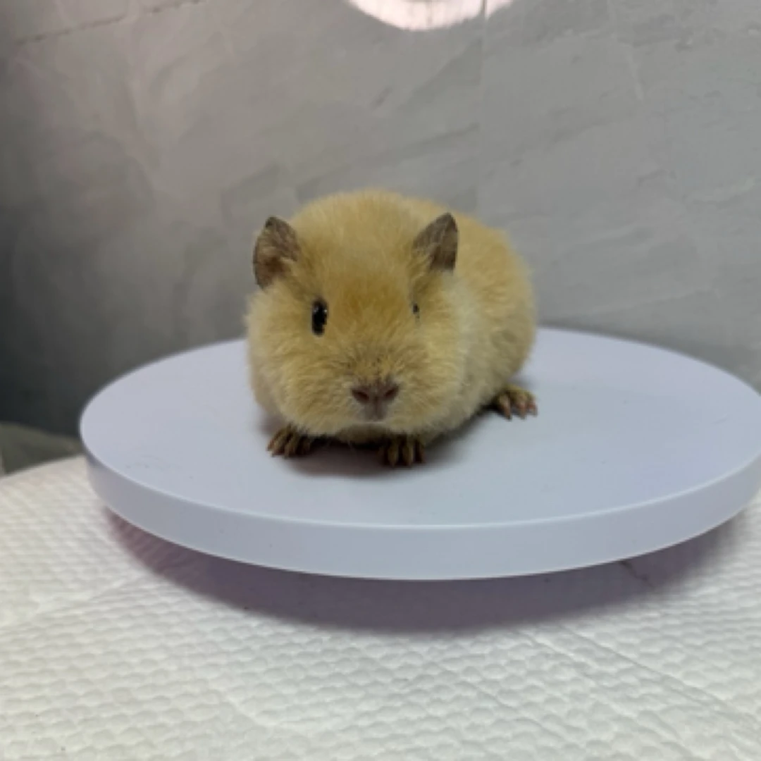 奶黄美泰荷兰猪弟弟