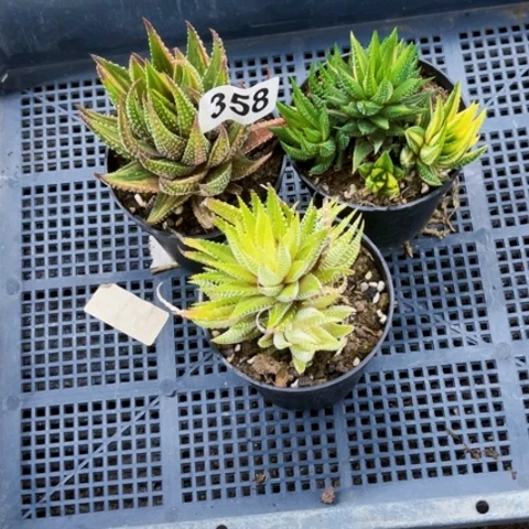 358硬叶锦一物一图如图
